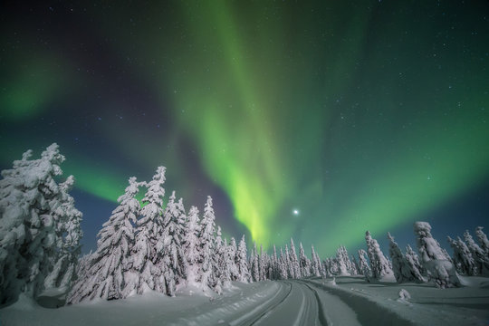 Aurora borealis over trees, Finland