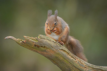 Red Squirrel