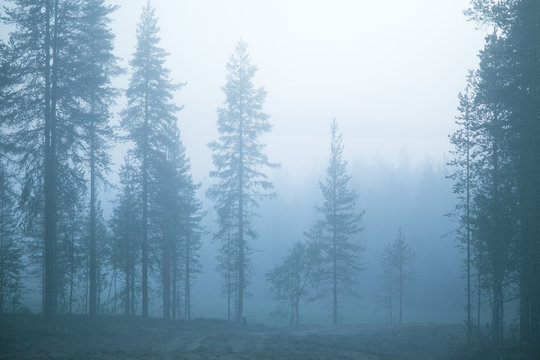 Trees in mist at night, Finland
