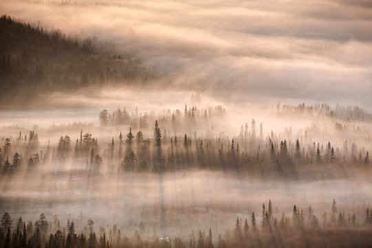 Forest in mist, Finland