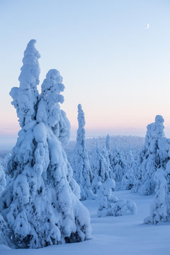 Trees covered in deep snow, Finalnd