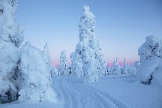 Trees covered in deep snow, Finland
