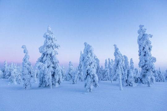 Trees covered in deep snow, Lapland