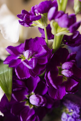 Naklejka premium purple flowers in the bouquet