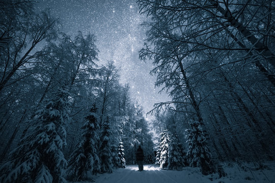 Snow covered forest in winter