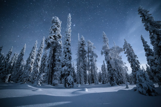 Trees covered in snow, Finland