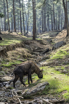 Takin is the national animal of Bhutan - The takin (taxicolor whitei) which is a mixture of a cow and a goat is the national animal of Bhutan.