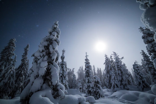 Snow covered forest, Finland
