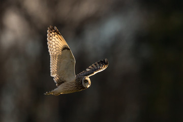 Fototapeta premium Short-eared owl flying