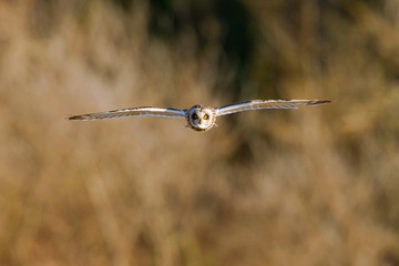Short-eared owl flying