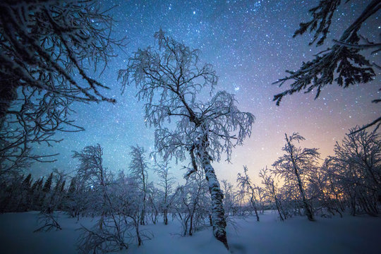Snow covered trees in winter, Finland