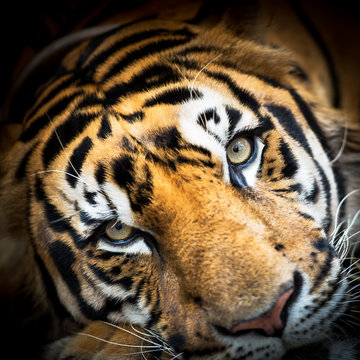 Siberian tiger face