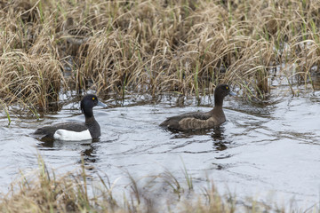 Pair of Tufted duck