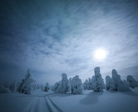 Snow covered trees in lapland at night 