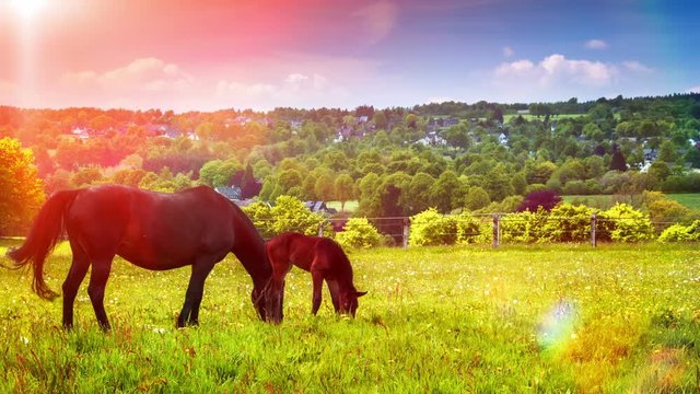Summer landscape with farm horses at agricultural field. Full HD, 1080p