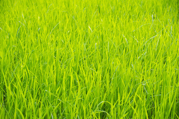 Green Top leaves rice field for nature background