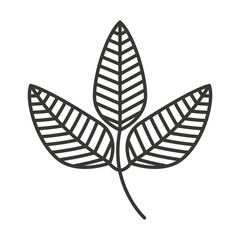 nature leaf  isolated icon design
