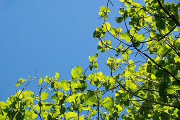 Top view green leaves teak and blue sky