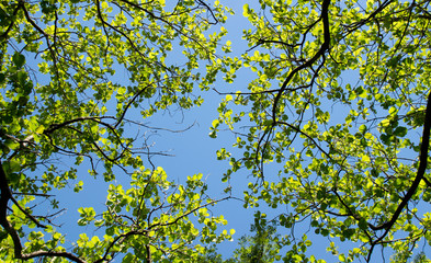 Top view green leaves teak and blue sky
