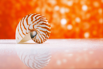 nautilus shell seashell with golden red glitter glass  and refle