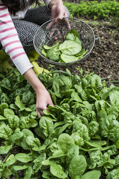 Picking spinach in a home garden. Bio spinach
