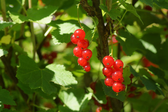 รูปภาพBeerenstrauch เลือกดูภาพถ่ายสต็อก เวกเตอร์ และวิดีโอ504 Adobe