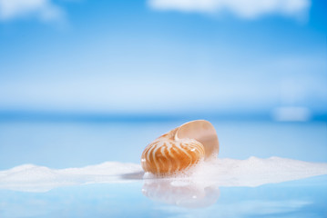 Obraz na płótnie Canvas nautilus shell in foam on wet white glass with reflection