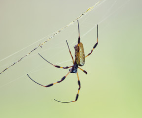Golden Silk Orb Weaver Spider