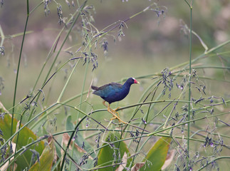 purple gallinule perches