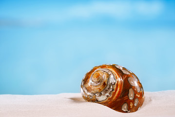 tropical sea  shell on white Florida beach sand under the sun li