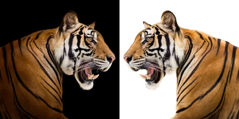 Crédence de cuisine en verre imprimé Tigre tigre de Sibérie