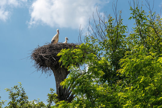 Stork and chick.