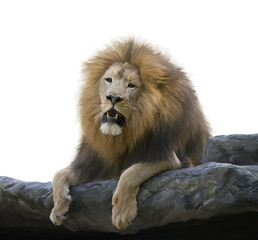 Lion on a Rock watercolor