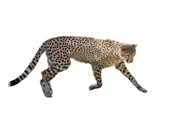Obraz premium Cheetah Running ,Isolated on white