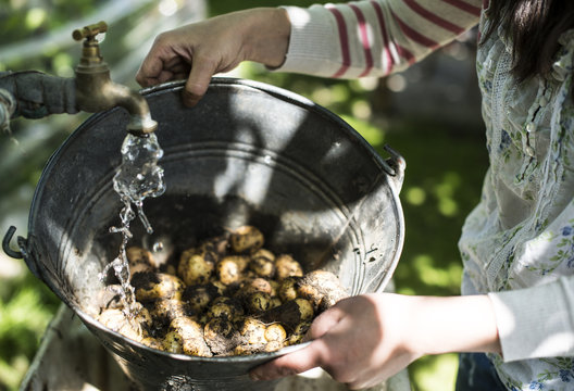 Washing fresh harvest potatoes