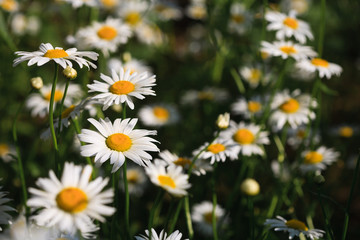 white chamomile, white daisy photo, daisy flowers, chamomile flowers, chamomile photo, daisy photo, daisy background, chamomile background