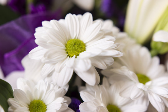 white daisy in a bouquet with other flowers