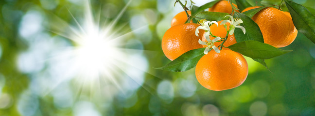 image of ripe sweet tangerine closeup