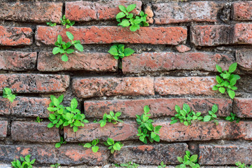 Weeds on Ancient brick wall in temple