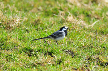 Pied Wagtail