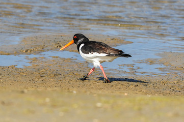 An European Oystercatcher