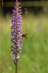 Thymian-Widderchen ( Zygaena purpuralis) auf Mücken-Händelwurz (Gymnadenia conopsea)