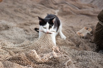 Naklejka na ściany i meble Cat is caught fish on the fishing net
