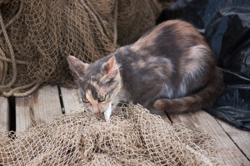 Cat eats the fish on the fishing net.