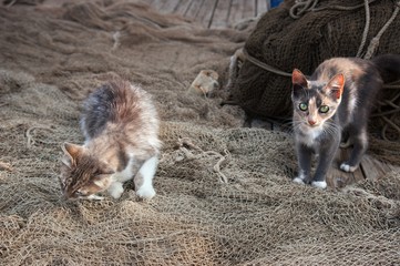 Two kittens on the fishing net.