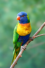 Rainbow lorikeet (Trichoglossus moluccanus)