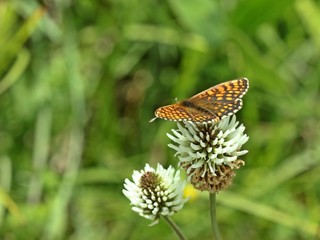 Ehrenpreis-Scheckenfalter (Melitaea aurelia) auf Berg-Klee (Trifolium montanum) 
