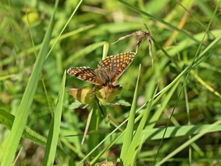 Ehrenpreis-Scheckenfalter (Melitaea aurelia) auf Kleinem Klappertopf