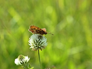 Ehrenpreis-Scheckenfalter (Melitaea aurelia) auf Berg-Klee (Trifolium montanum) 
