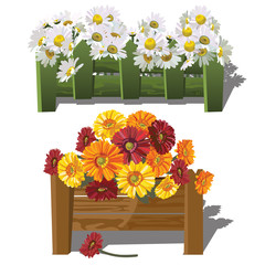Chamomile and gerbera daisies behind fence